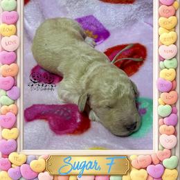Sugar - Cream female Goldendoodle puppy in Simpsonville, South Carolina from D & D Golden Doodles, LLC