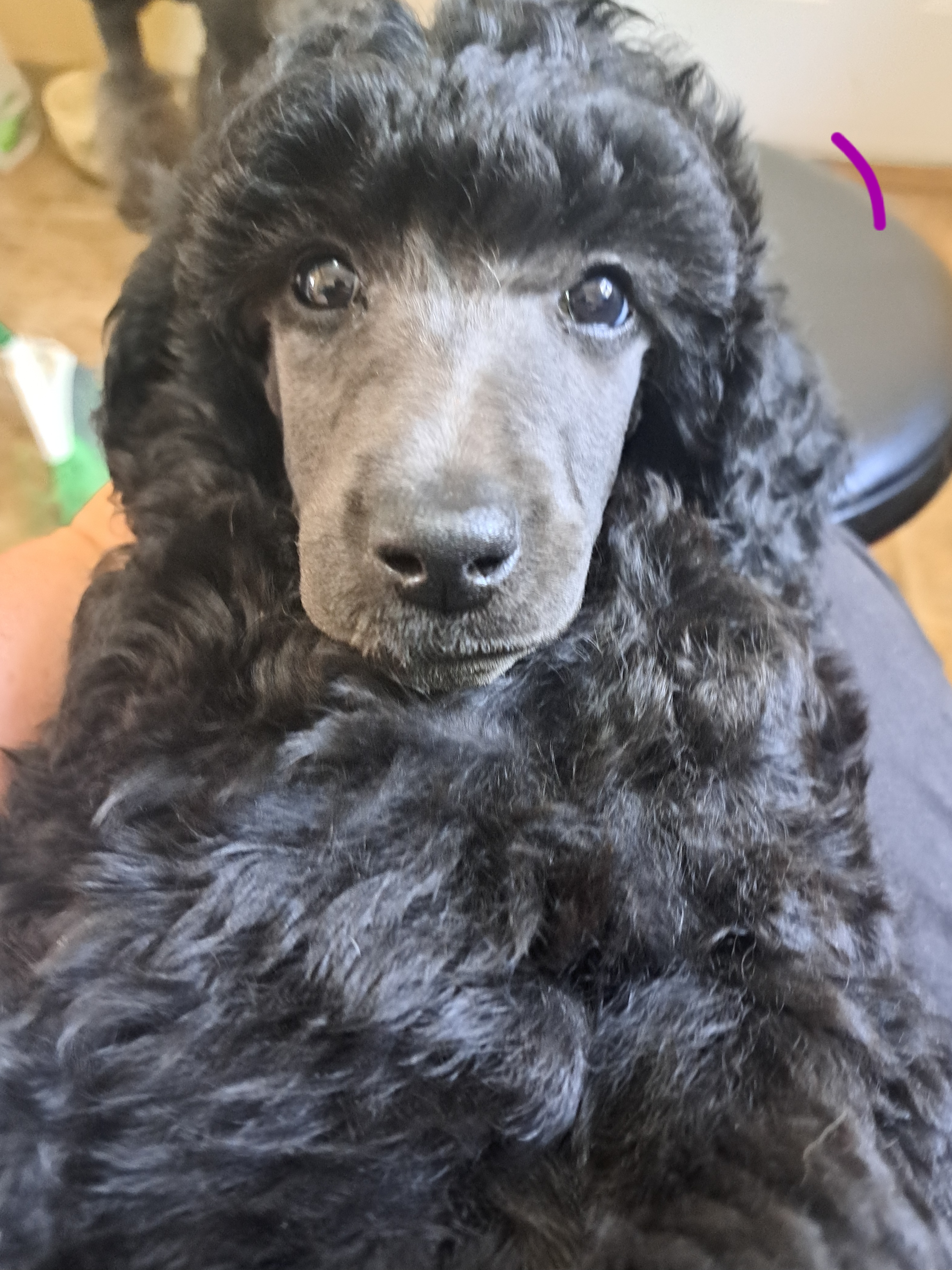 Poodle Puppies from Floyd B Poodle