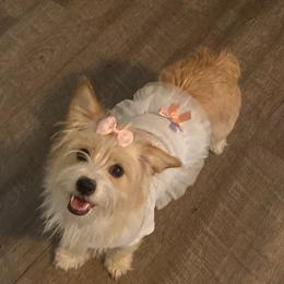 Pearl - Morkie