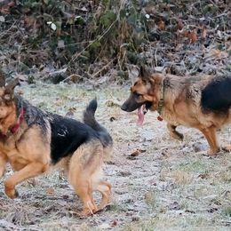 German Shepherds from Racherbach Kennels