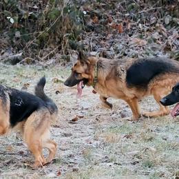German Shepherds from Racherbach Kennels