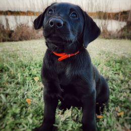 Cat-Ra - Red Collar - Black female Labrador Retriever puppy in Cocoa, Florida from Harrison's Lakeside Labradors LLC