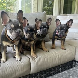 French Bulldog Puppies from Prestige French Bulldogs