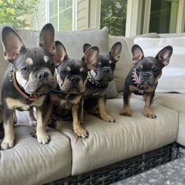 French Bulldog Puppies from Prestige French Bulldogs