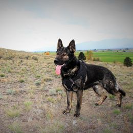 Iron - German Shepherd