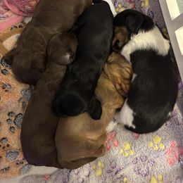 Dachshund Puppies from TS Dachshunds