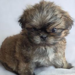 Cruz - Brindle female Shih Tzu puppy in Jenks, Oklahoma from Noble Shih Tzu