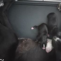 Siberian Husky Puppies from Dreamers Mile