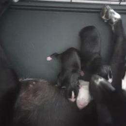 Siberian Husky Puppies from Dreamers Mile
