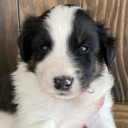 Mr. Tumnus - Black white and tan Old Time Scotch Collie puppy in Mars Hill, North Carolina from Brambly Mountain Farm
