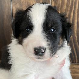 Mr. Tumnus - Black white and tan Old Time Scotch Collie puppy in Mars Hill, North Carolina from Brambly Mountain Farm