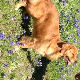 Golden Retriever All Grown Up from Gower Goldens