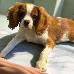 Beau - Cavalier King Charles Spaniel