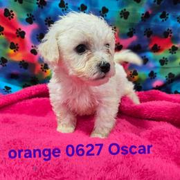 Oscar - White male Bichon Frise puppy in Neosho, Missouri from Cooley's Cuddle Pups