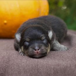 Nutmeg - Black and tan female Pomeranian puppy in Bremen, Indiana from AMS Pomeranians and Pomskies in Indiana