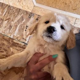 Female 2 - Light golden female Golden Retriever puppy in Montrose, Michigan from Spraggins Sweet Acres