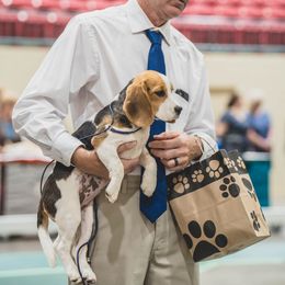Maggie - Beagle