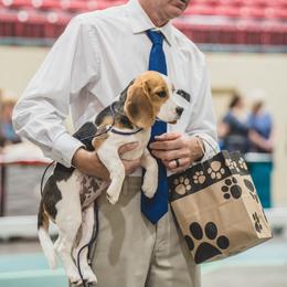 Maggie - Beagle