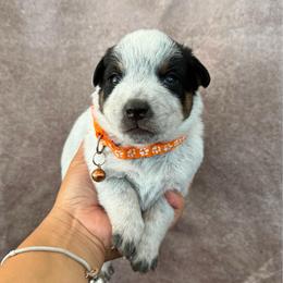Ollie - Blue speckled male Australian Cattle Dog puppy in Sahuarita, Arizona from A2 Australian Cattle Dogs