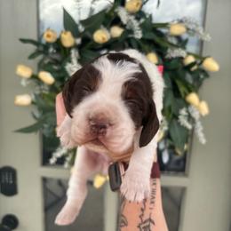 Beau - Liver white and tan male English Springer Spaniel puppy in Lincoln, Texas from LeeCo. Springers