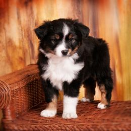 Toy Australian Shepherd Puppies from No Limit Ranch Miniature and Toy Australian Shepherds