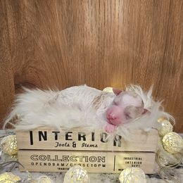 Poodle Puppies from Pure Parti Poodles