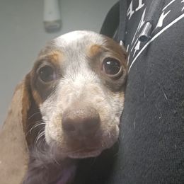 Dolly - Piebald female Dachshund puppy in Price, Utah from Stone Kennels