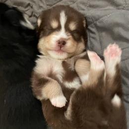 Dolly - Chocolate female Pomsky puppy in Cottrellville, Michigan from Jeanne’s Half Pint Pups