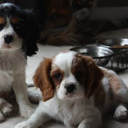 Bernedoodles, Cavalier King Charles Spaniels, and Cavapoos from Harper Haven Cavapoos & Doodles