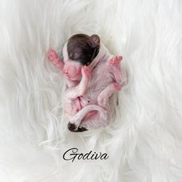 Godiva - Parti female Goldendoodle puppy in from Pink Poodles and Doodles