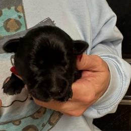 Hot Pink Girl - Black and silver female Miniature Schnauzer puppy in Oneonta, Alabama from Murphree Valley Kennels
