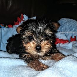 Yorkshire Terrier Puppies from Kelly's Fur-ever Friends