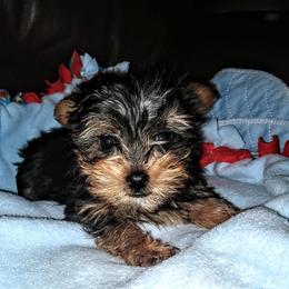 Yorkshire Terrier Puppies from Kelly's Fur-ever Friends