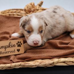 Pumpkin - Red merle female Miniature Australian Shepherd puppy in Apache Junction, Arizona from Circle T Mini Aussies