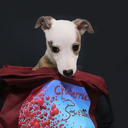 Girl 6 - Whippet puppy in Indianapolis, Indiana from SaeSi Kennels