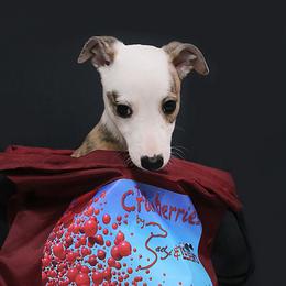 Girl 6 - Whippet puppy in Indianapolis, Indiana from SaeSi Kennels