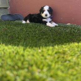 Bernedoodle Puppies from SoCal Bernedoodles