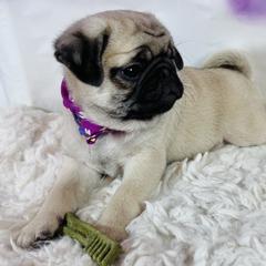 Pug Puppies from Lindsay’s Cenla Pugs!