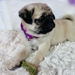 Pug Puppies from Lindsay’s Cenla Pugs!