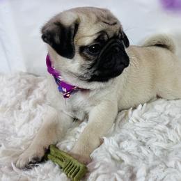 Pug Puppies from Lindsay’s Cenla Pugs!