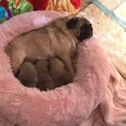 Pug Puppies from Pickwick Pugs
