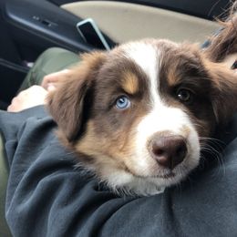 Australian Shepherds from Maverick’s Country Aussies