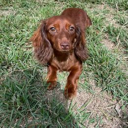 Cricket - Dachshund