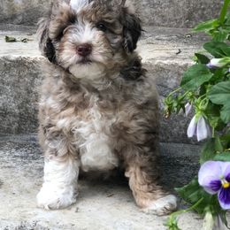 Aussiedoodle Puppies from Little Wonders Aussiedoodles