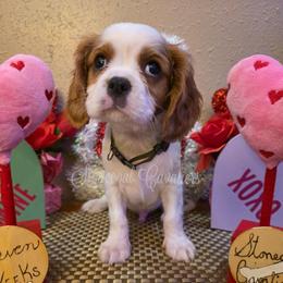 Icey - Blenheim male Cavalier King Charles Spaniel puppy in Kermit, West Virginia from Stonecoal Cavaliers