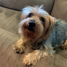Judy - Yorkshire Terrier