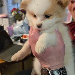 Pearl - Cream female Pomeranian puppy in Newport News, Virginia from Itty Bitty Poms
