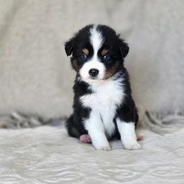 Macadamia - Black tri female Miniature Australian Shepherd puppy in Killen, Alabama from Wilkers Wholehearted Mini Aussies