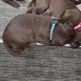 Dark Green - Chocolate male Labrador Retriever puppy in Boyd, Minnesota from Lindley Labradors