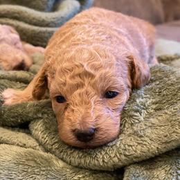 Prescott - Cream male Poodle puppy in Utica, Ohio from Poodle Me Crazy